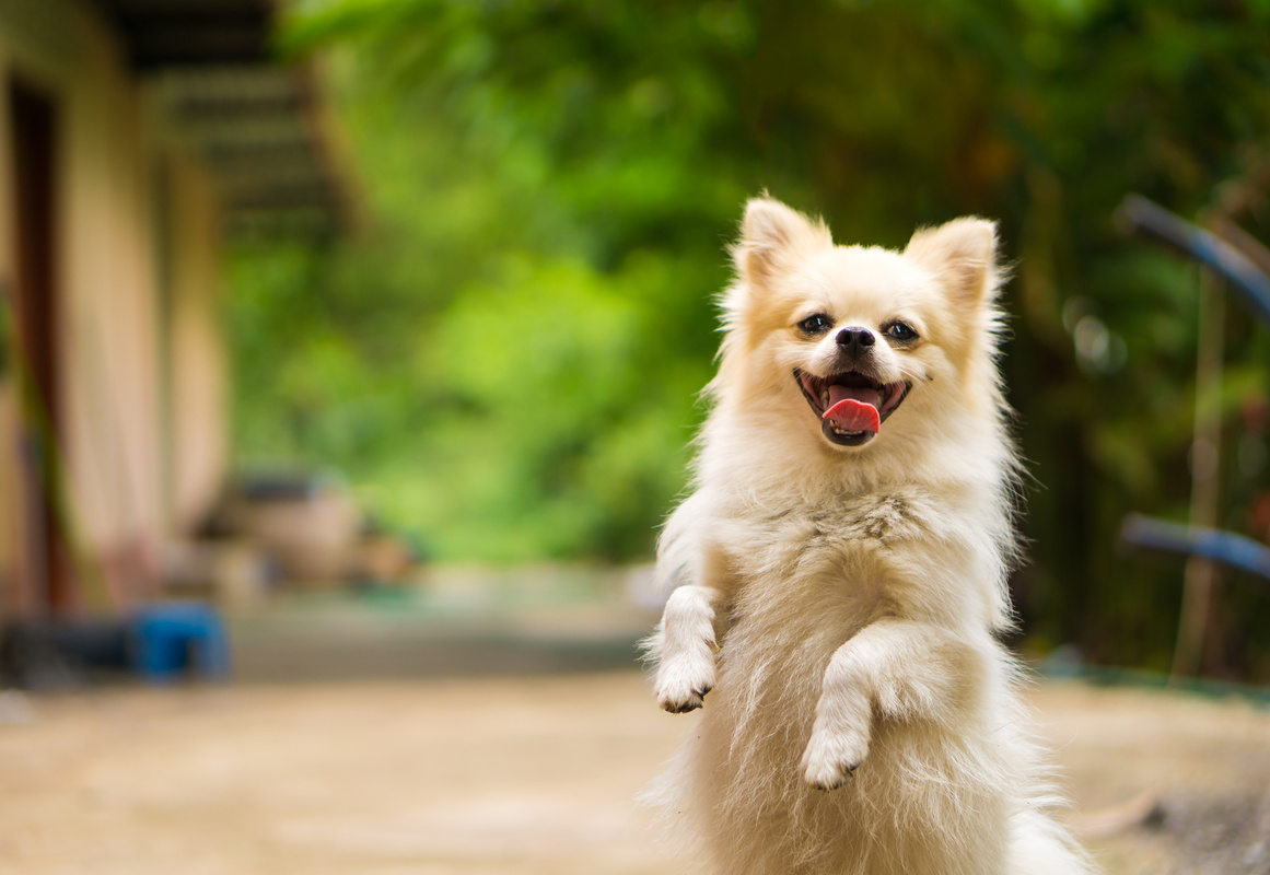 Happy Dog